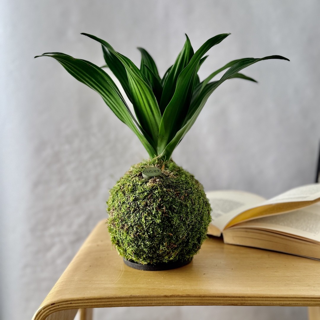 B612 - INSOUCIANTE + PIKA : Kokedama Dracaena » Clo’eT Design