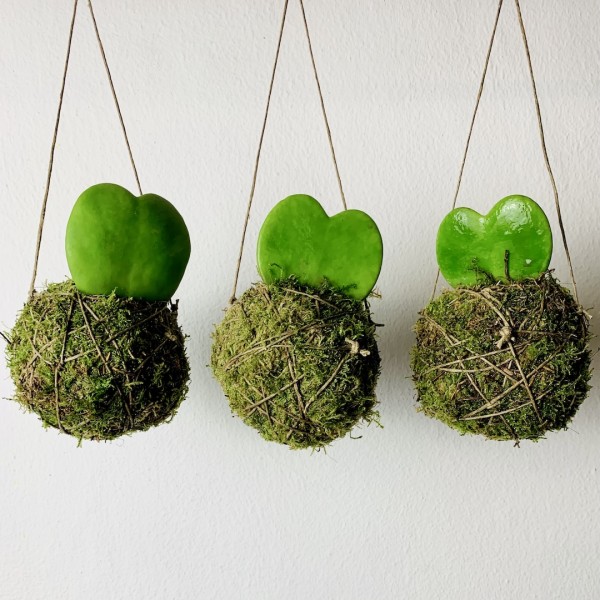 Kokedama ANIMA + PIKA arroseur avec Hoya Kerrii » Clo’eT Design