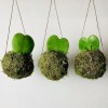 Kokedama ANIMA + PIKA arroseur avec Hoya Kerrii » Clo’eT Design