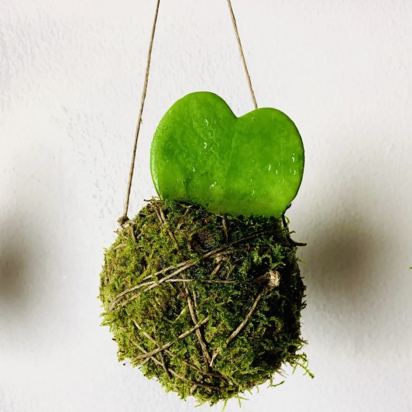 Kokedama ANIMA + PIKA Bewässerungssystem mit Hoya Kerrii » Clo’eT Design