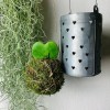 Kokedama ANIMA + PIKA arroseur avec Hoya Kerrii » Clo’eT Design