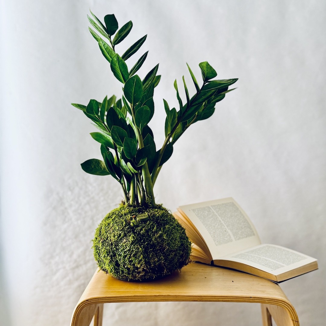 Kokedama HAPPY JUNGLE + PIKA with Zamioculcas zamiifolia » Clo’eT Design