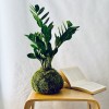 Kokedama HAPPY JUNGLE + PIKA mit Zamioculcas zamiifolia » Clo’eT Design