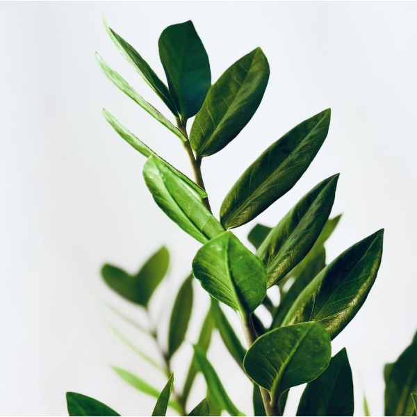Kokedama HAPPY JUNGLE + PIKA with Zamioculcas zamiifolia » Clo’eT Design