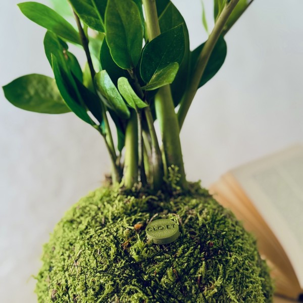 Kokedama HAPPY JUNGLE + PIKA with Zamioculcas zamiifolia » Clo’eT Design