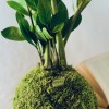 Kokedama HAPPY JUNGLE + PIKA mit Zamioculcas zamiifolia » Clo’eT Design