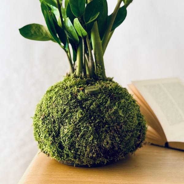 Kokedama HAPPY JUNGLE + PIKA with Zamioculcas zamiifolia » Clo’eT Design