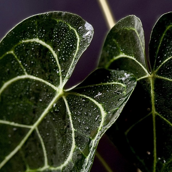 Kokedama QUEEN + PIKA mit ANTHURIUM CLARINERVIUM (grün) » Clo’eT Design