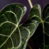 Kokedama QUEEN + PIKA mit ANTHURIUM CLARINERVIUM (grün) » Clo’eT Design