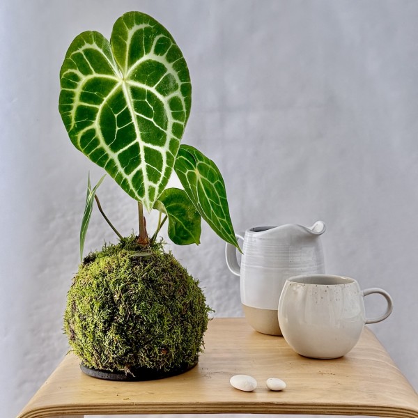 Kokedama QUEEN + PIKA mit ANTHURIUM CLARINERVIUM (grün) » Clo’eT Design