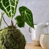 Kokedama QUEEN + PIKA with ANTHURIUM CLARINERVIUM (green) » Clo’eT Design
