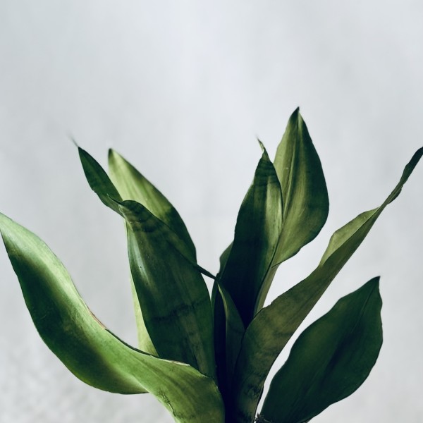 Kokedama MOONLIGHT + PIKA with Sansevieria moonshine » Clo’eT Design