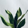 Kokedama MOONLIGHT + PIKA with Sansevieria moonshine » Clo’eT Design