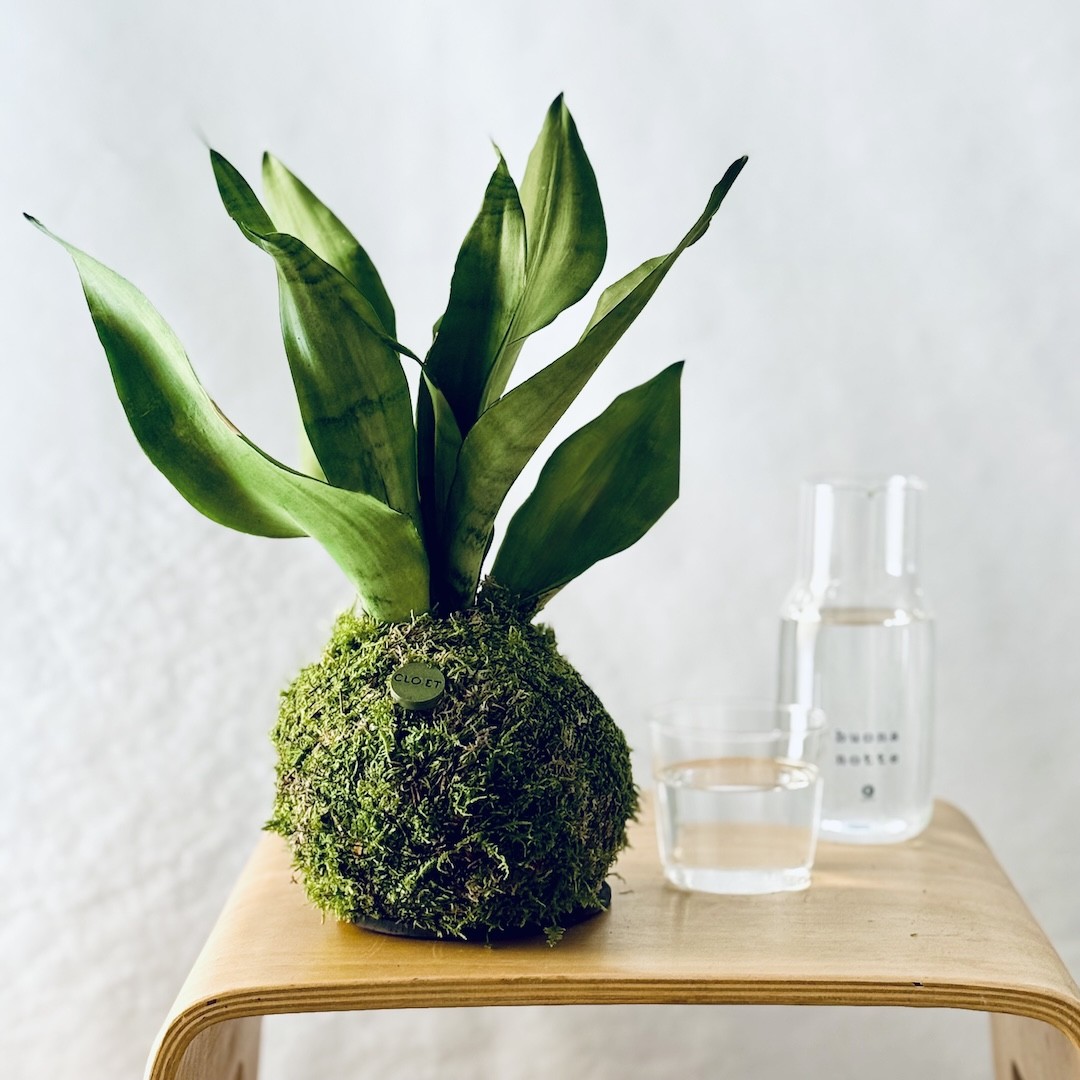 Kokedama CHIARO DI LUNA + PIKA mit Sanseveria moonshine » Clo’eT Design