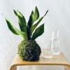 Kokedama CHIARO DI LUNA + PIKA mit Sanseveria moonshine » Clo’eT Design