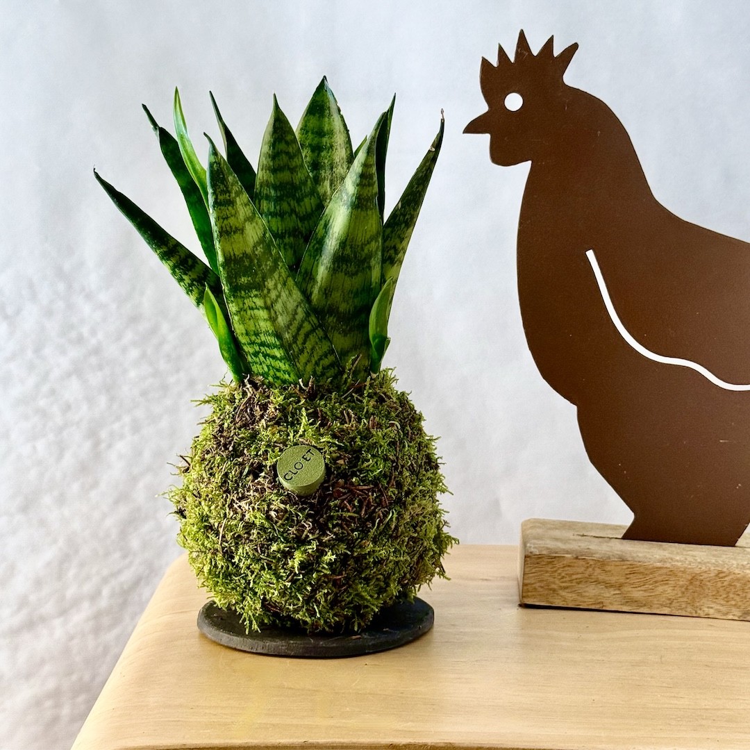 Kokedama DER HAHN IM HÜHNERSTALL + PIKA mit Sanseveria zeylanica » Clo’eT