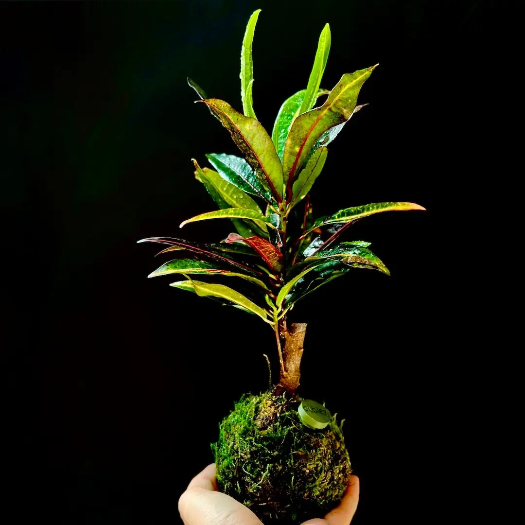 Kokedama RÊVE PETIT ARBRE + PIKA avec Croton - Codiaeum excellent » Clo’eT