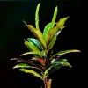 Kokedama RÊVE PETIT ARBRE + PIKA avec Croton - Codiaeum excellent » Clo’eT