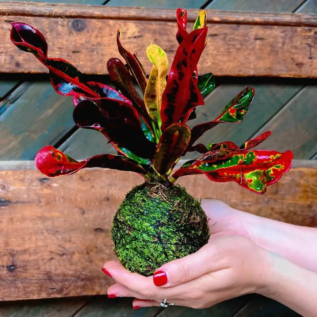 Kokedama SOGNO + PIKA avec Croton Codiaeum variegatum Petra » Clo’eT Design