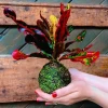 Kokedama TRAUM + PIKA mit Croton Codiaeum variegatum Petra » Clo’eT Design