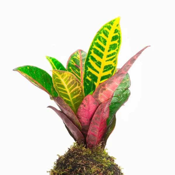 Kokedama DREAM + PIKA with Croton Codiaeum variegatum Petra » Clo’eT Design