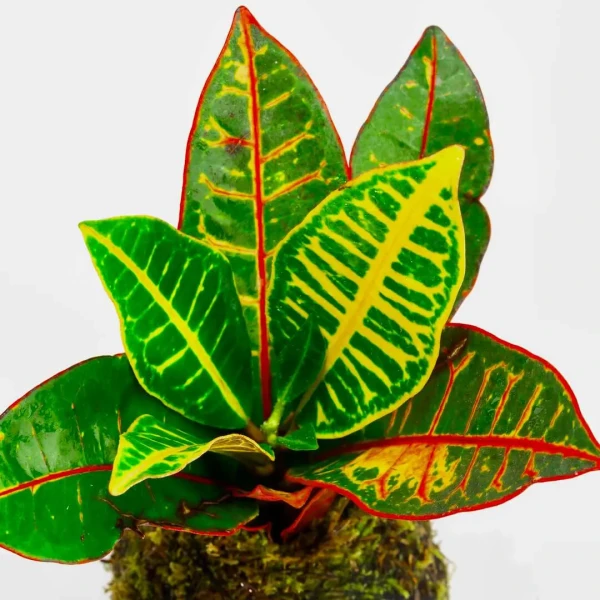 Kokedama DREAM + PIKA with Croton Codiaeum variegatum Petra » Clo’eT Design