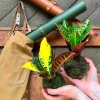 Kokedama TRAUM + PIKA mit Croton Codiaeum variegatum Petra » Clo’eT Design