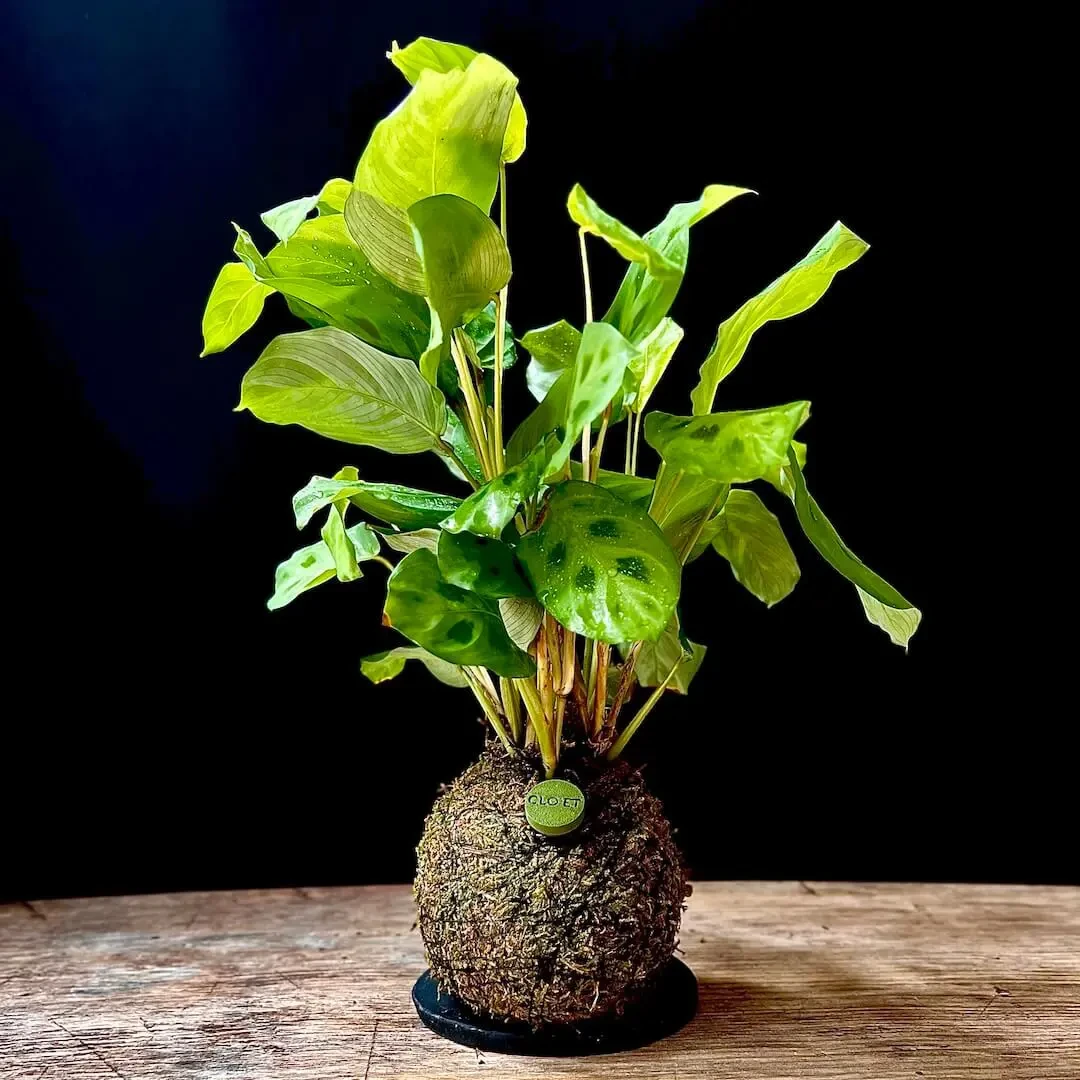 Kokedama BiancoNIGLIO + PIKA avec Maranta Kerchoveana » Clo’eT Design