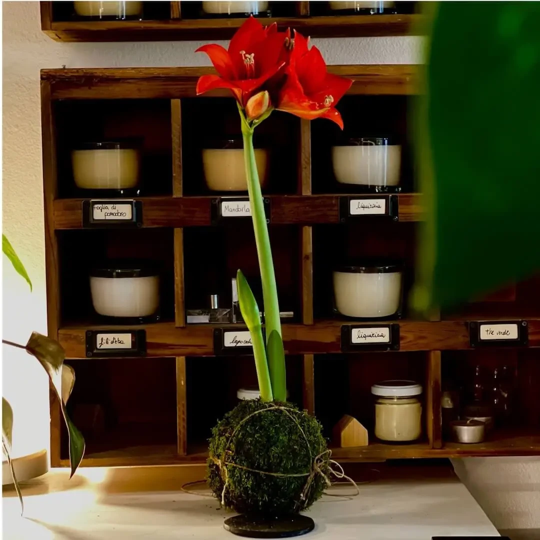 Kokedama MAGIE avec Hippeastrum bulbe » Clo’eT Design