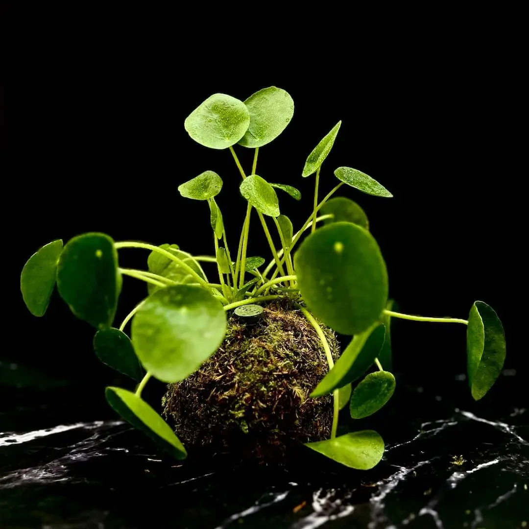 Kokedama PLANTE DES MONNAIES + PIKA avec Pilea peperomioides » Clo’eT