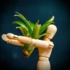 EQUILIBRIA mit Tillandsia lonantha » Clo’eT Design