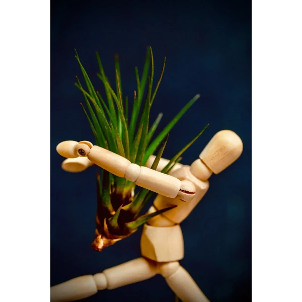 EQUILIBRIA mit Tillandsia lonantha » Clo’eT Design