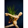 EQUILIBRIA mit Tillandsia lonantha » Clo’eT Design