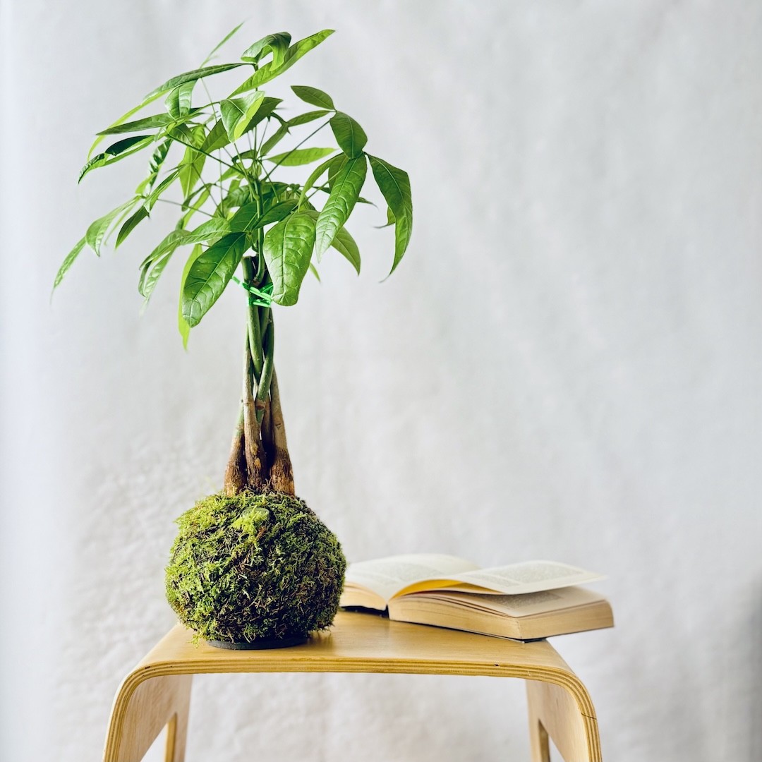 Kokedama ARBRE À ARGENT + PIKA avec Pachira Aquatica » Clo’eT Design