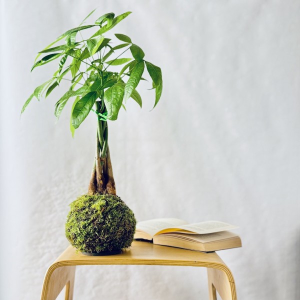 Kokedama MONEY TREE + PIKA with Pachira Aquatica » Clo’eT Design