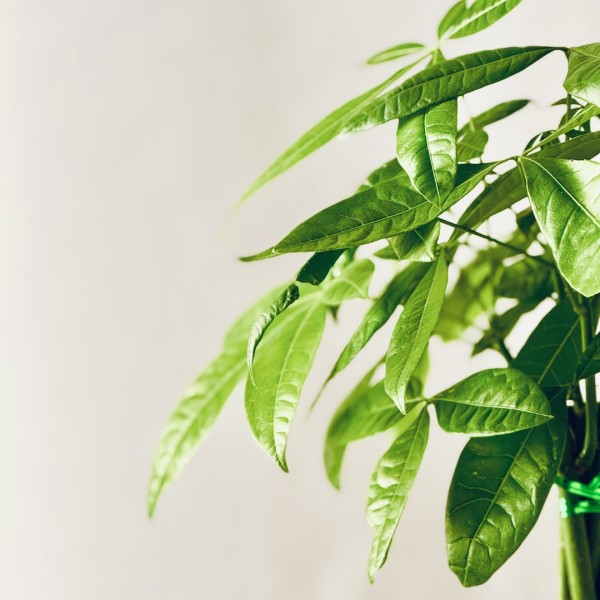 Kokedama MONEY TREE + PIKA with Pachira Aquatica » Clo’eT Design