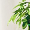 Kokedama ARBRE À ARGENT + PIKA avec Pachira Aquatica » Clo’eT Design