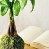 Kokedama GELDBAUM + PIKA mit Pachira Aquatica » Clo’eT Design