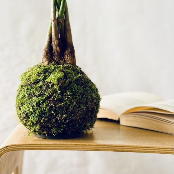Kokedama MONEY TREE + PIKA with Pachira Aquatica » Clo’eT Design