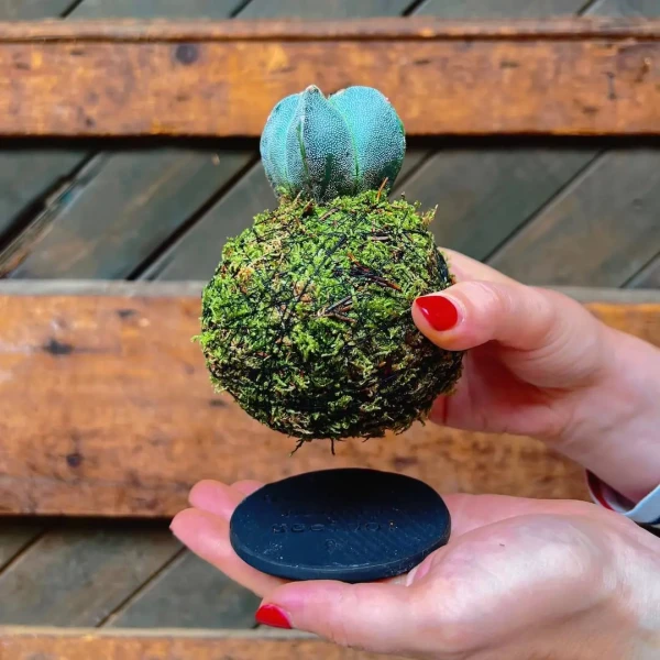Petit plateau Kokedama » Clo’eT Design