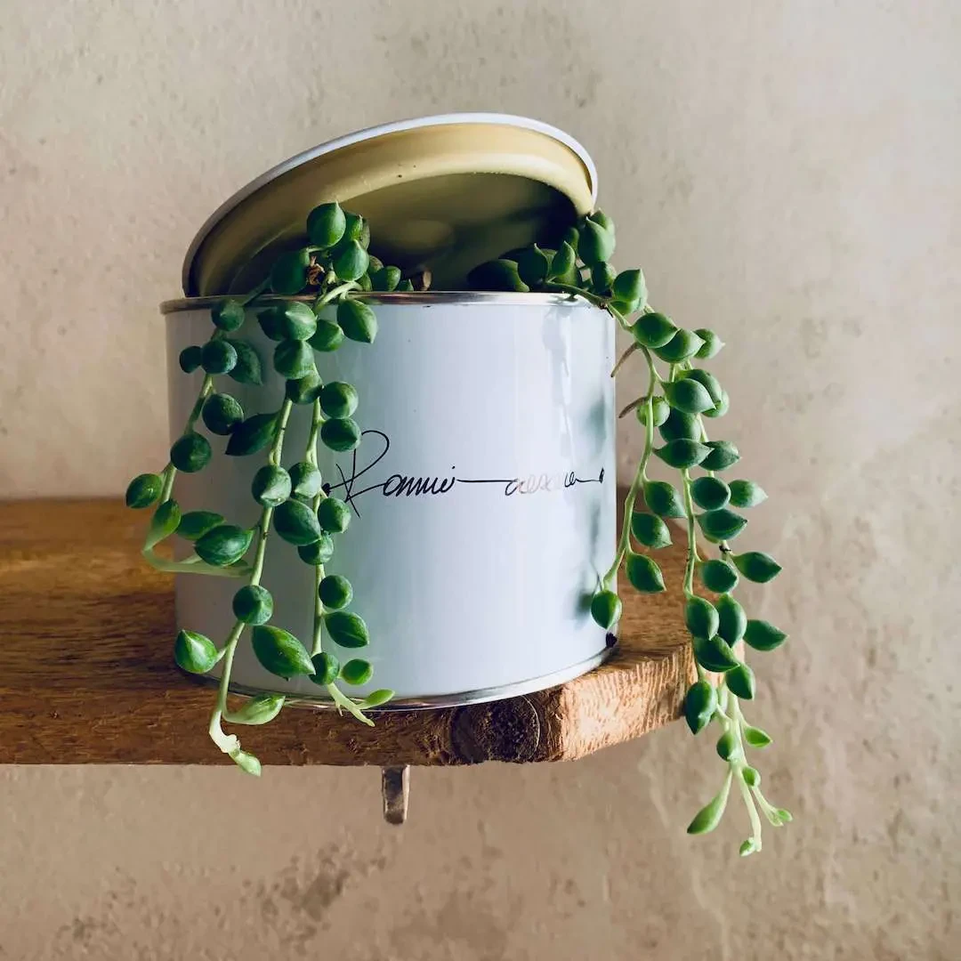 FAIS-MOI GRANDIR - COLLANA DI PERLES avec Senecio Herreianus » Clo’eT Design