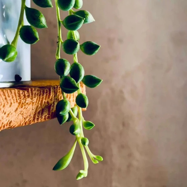 LASS MICH WACHSEN - PERLENKETTE mit Senecio Herreianus » Clo’eT Design