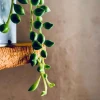 FAIS-MOI GRANDIR - COLLANA DI PERLES avec Senecio Herreianus » Clo’eT Design
