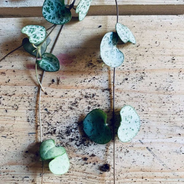LET ME GROW - HEART NECKLACE with Ceropegia woodii » Clo’eT Design