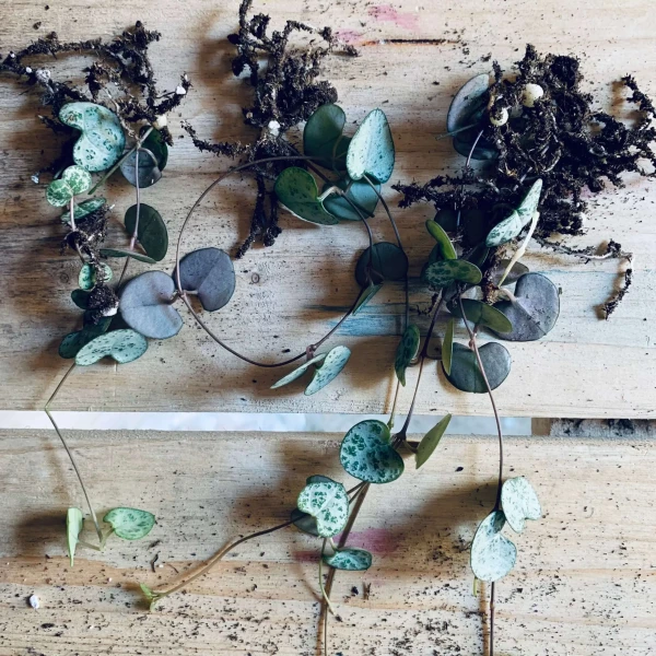 LASS MICH WACHSEN - HERZKETTE mit Ceropegia woodiwoodi » Clo’eT Design
