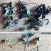 LASS MICH WACHSEN - HERZKETTE mit Ceropegia woodiwoodi » Clo’eT Design
