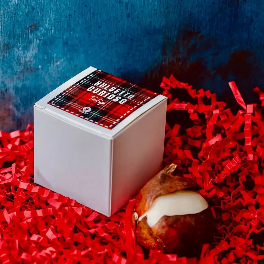 NEUGIERIGE BULBETTO mit Tulpenzwiebel » Clo’eT Design
