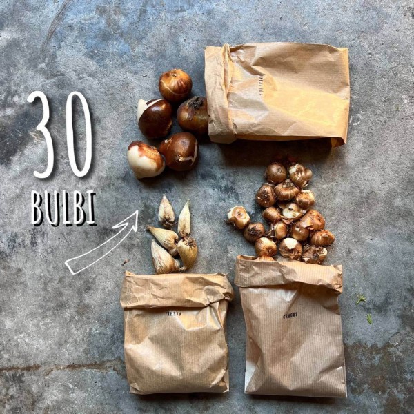 LASAGNA CULTIVATION with Tulip Bulb » Clo’eT Design
