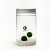 Marimo Inséparables 7+7 Ans | Couple avec Cœur Flottant » Clo’eT Design