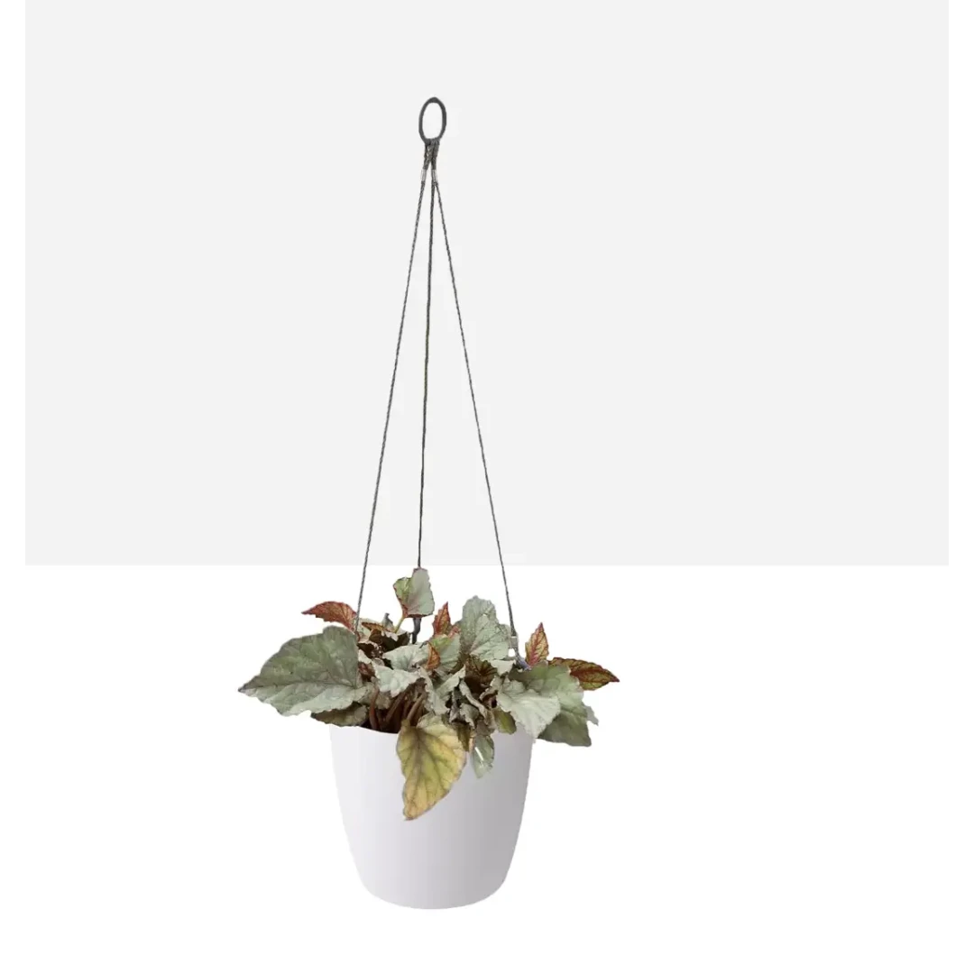 Canestro White - Wasserreservoir von Elho » Clo’eT Design